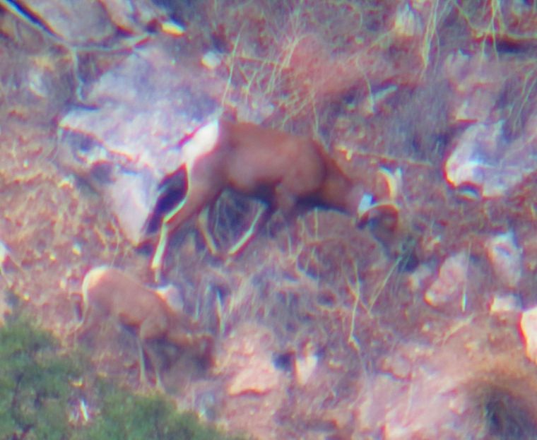 Bighorn sheep lamb